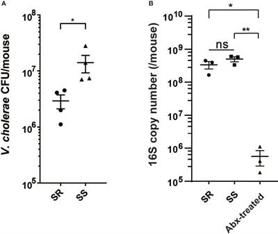 Microbiota-Associated Biofilm Regulation Leads to Vibrio cholerae Resistance Against Intestinal Environmental Stress